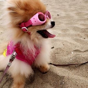 Meet your Posher, Holly